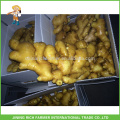 Rich Farmer Ginger Producer Top-Qualität New Crop Frische Ingwer 200g 7,5 kg PVC-Karton
